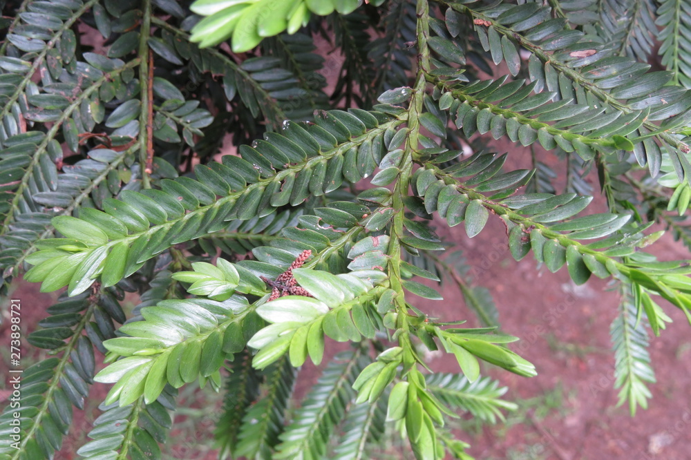 fern in the garden