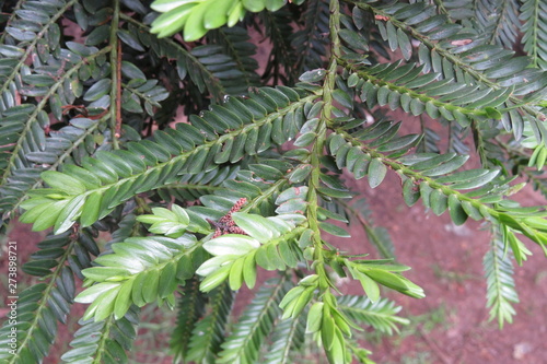Obraz na płótnie fern in the garden w salonie