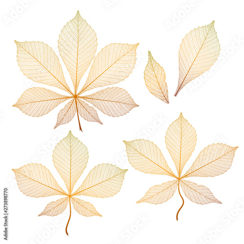 Set Leaf chestnut, isolated. Vector illustration. EPS 10