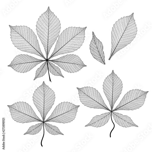 Set Leaf chestnut, isolated. Vector illustration. EPS 10
