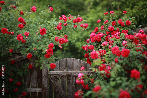 Fototapeta Naklejka Na Ścianę i Meble -  Beautiful red rose bush abundant blooming in summer garden in contryside, blurred tilt-shift shot,