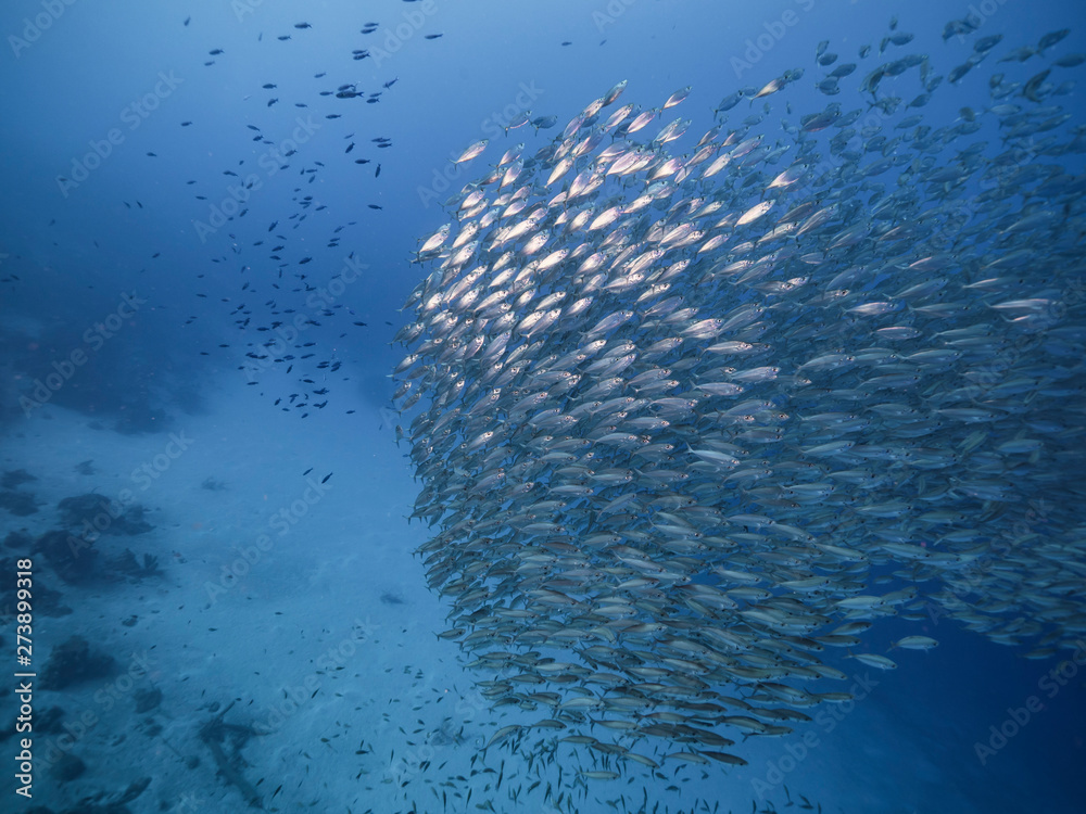 Fototapeta premium Bait ball in coral reef of Caribbean Sea around Curacao at dive site Playa Piskado