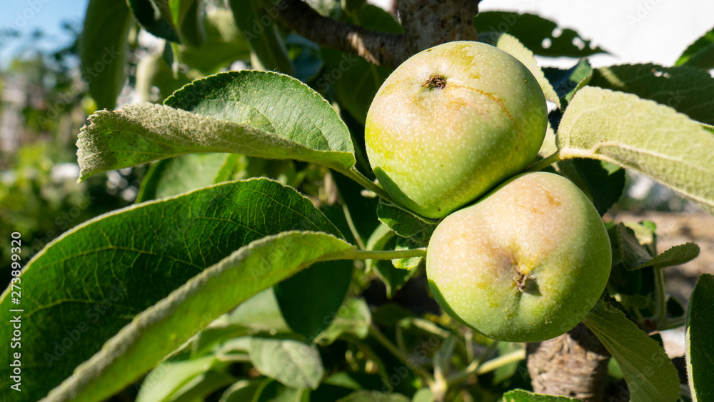 Unripe green apples in the garden. Harvest Unripe green apples in the garden. Harvest