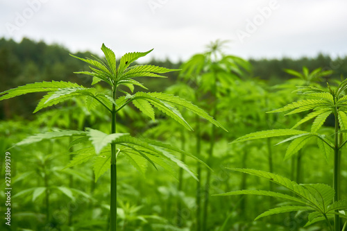 Hemp field in summer