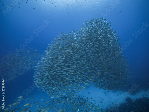 Bait ball in coral reef of Caribbean Sea around Curacao at dive site Playa Piskado