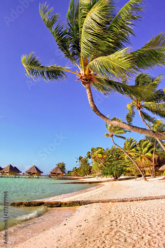 Bora Bora island beach scene, with bent palm tree and overwater bungalows in the background. photo
