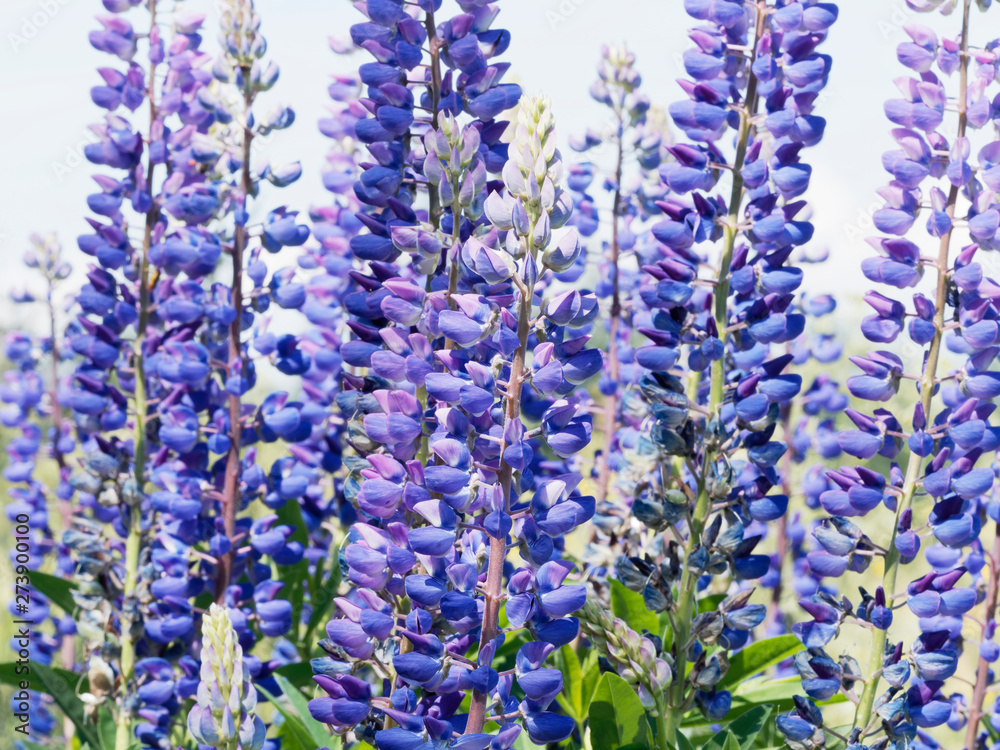 inflorescence of blue lupine flowers in Black-Forest Germany inflorescence of blue lupine flowers in Black-Forest Germany