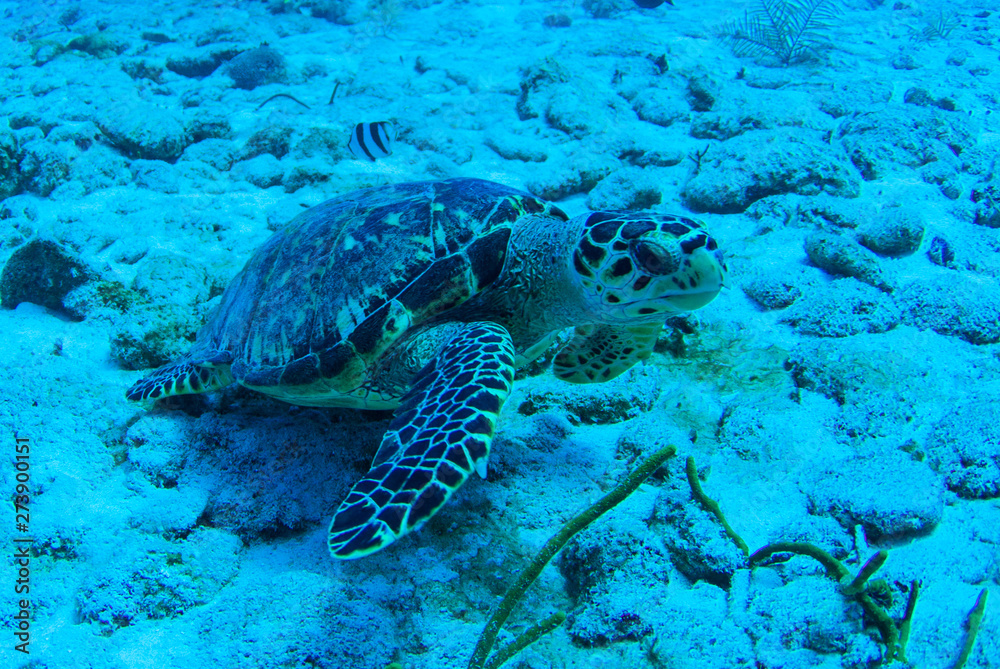 Naklejka premium A lonely hawksbill turtle hanging out in the sand. The tropical conditions of the Caribbean sea make the perfect habitat for this marine animal. The reptile swims though the water on a single breath