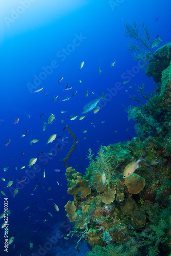 Fototapeta Naklejka Na Ścianę i Meble -  A school of warm water tropical fish can be seen thriving on a section of underwater reef. The hub of life shows an ecosystem at work. This was shot in the Caribbean in the Cayman Islands