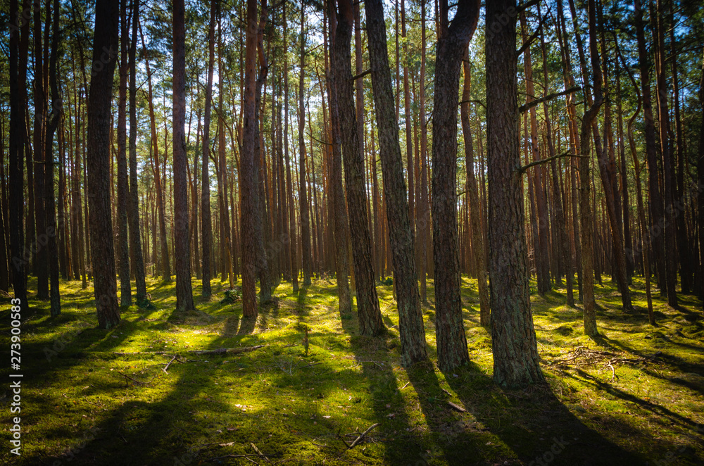Obraz premium sun shining through trees
