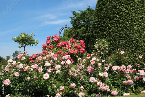 Colorful Rose Gardens On Baltic Seaside In Ahlbeck Usedom Island Germany  With Warm Sunlight photo