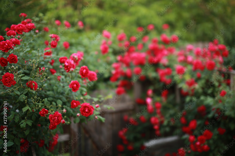 Beautiful red rose bush abundant blooming in summer garden in contryside, blurred tilt-shift shot,