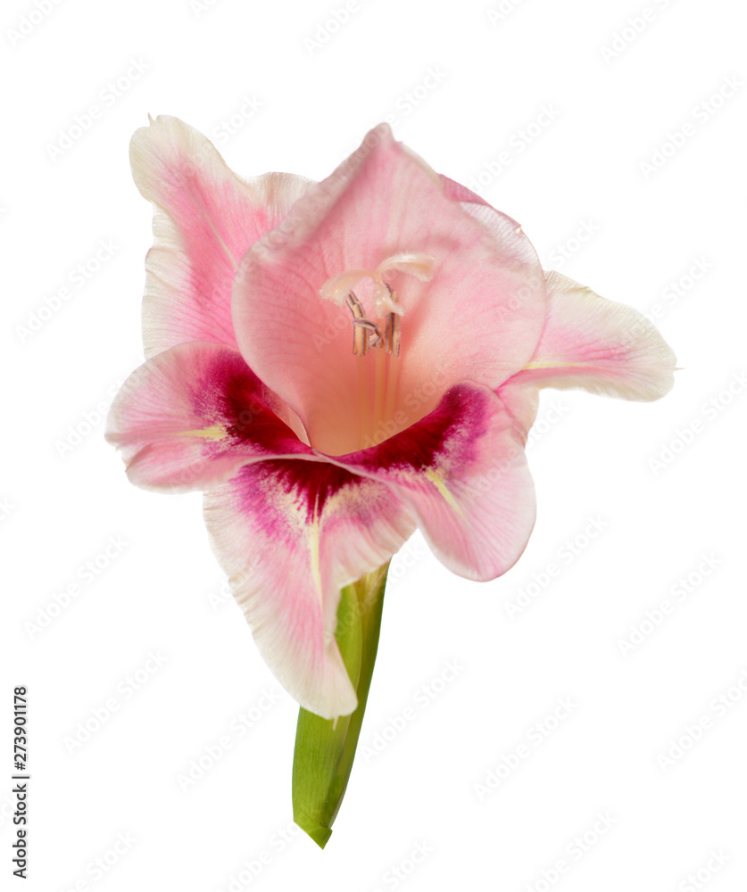 Crepe gladiolus flower