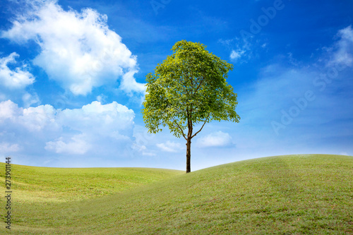 landscape of green grass field with tree and blue sky with white clouds