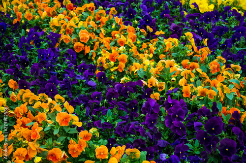 blooming blue and yellow pansies © K. Dufva