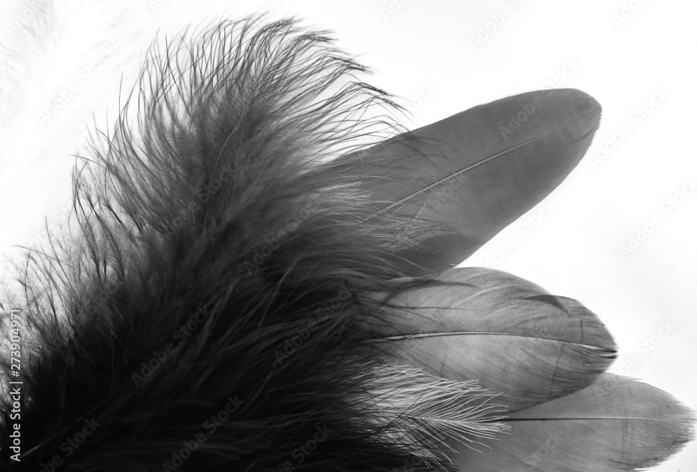 Beautiful abstract texture color white and black feathers on the white isolated background and pattern wallpaper