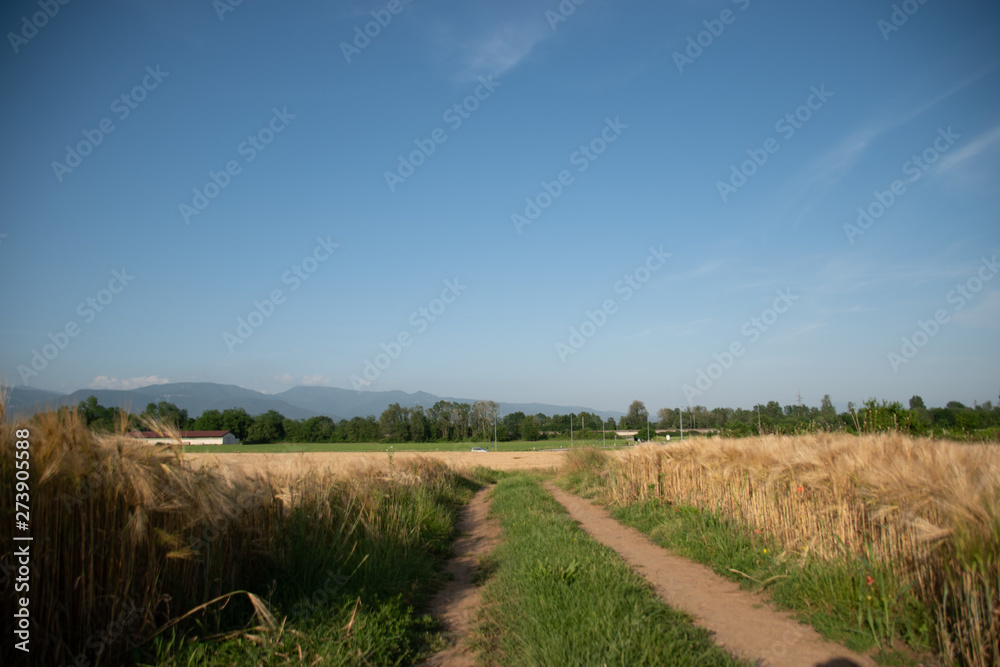 road in the field