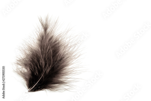 Beautiful abstract texture color gray and black feathers on the white isolated background and pattern wallpaper