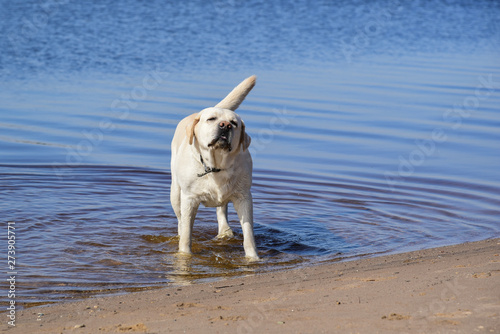 Golden labrador swimming in the river. a dog is playing in the water. front facing. Family vacation by the river. Vacation  outdoor activities. Walk with dog.