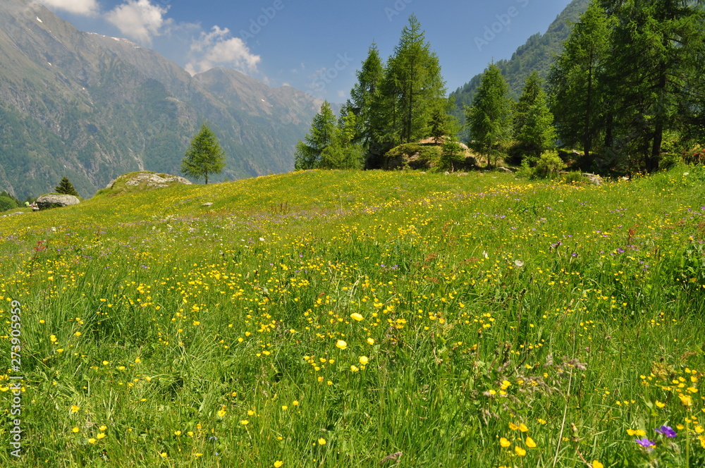 Italy Piemonte Alpi Alagna meadow with flowers
