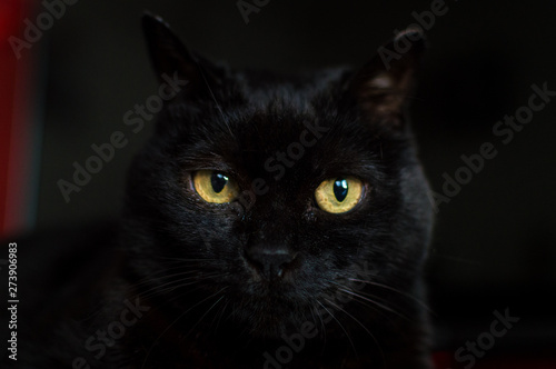 Domestic black cat background looking