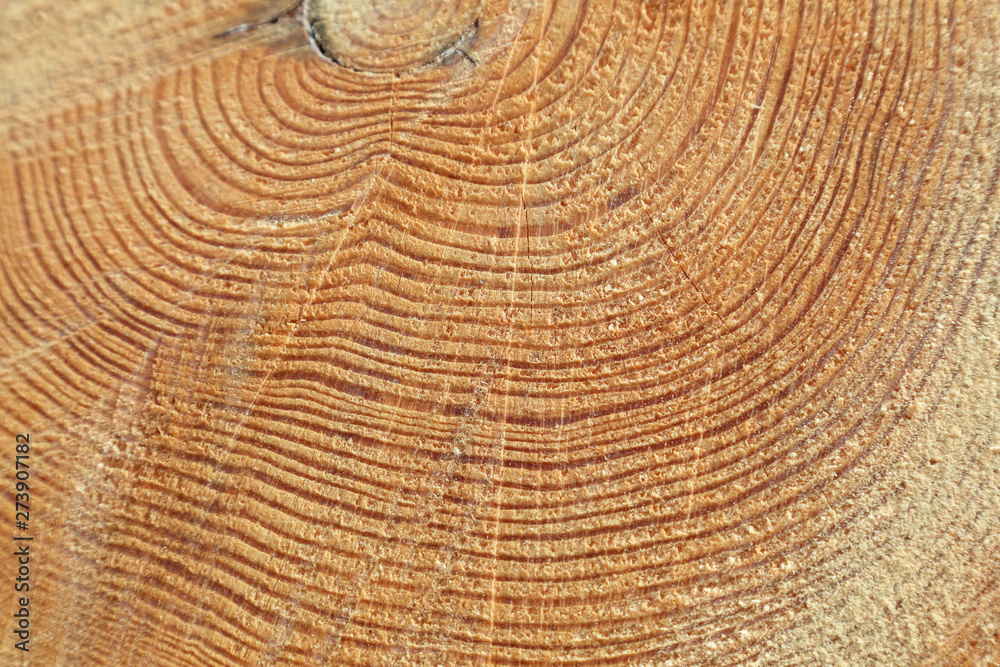 Naklejka premium Freshly cut tree trunk