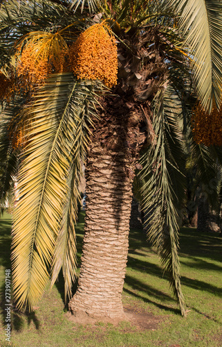 Beautiful Palm Tree with dates. sunny day
