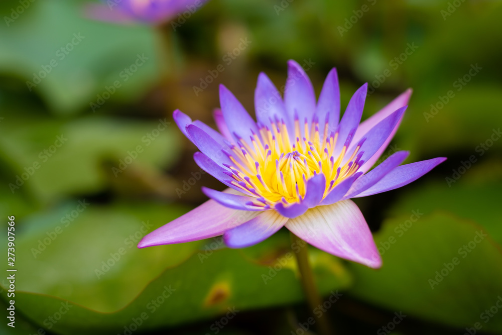 Close up purple lotus flower blooming with yellow pollen and green leaves in pond. Aquatic plant for garden decoration and in buddhism. Close up purple lotus flower blooming with yellow pollen and green leaves in pond. Aquatic plant for garden decoration and in buddhism.
