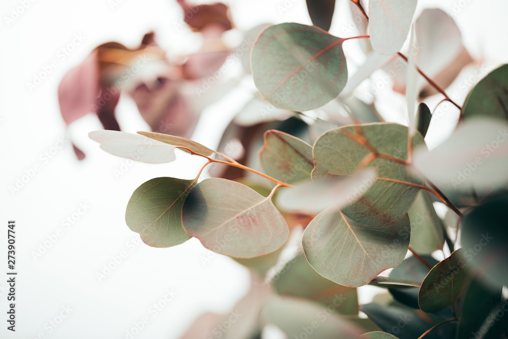 selective focus of green eucalyptus leaves isolated on white - obrazy, fototapety, plakaty 