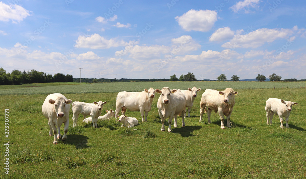 small herd of Charolais cattle on a green pasture small herd of Charolais cattle on a green pasture