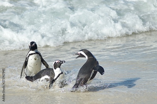 Penguins at play