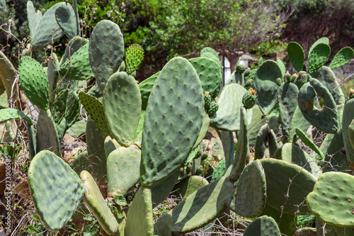 Opuntia  prickly pear  cactus family  Cactaceae Green plant cactus with spines. Indian fig opuntia  barbary fig  cactus pear  spineless cactus