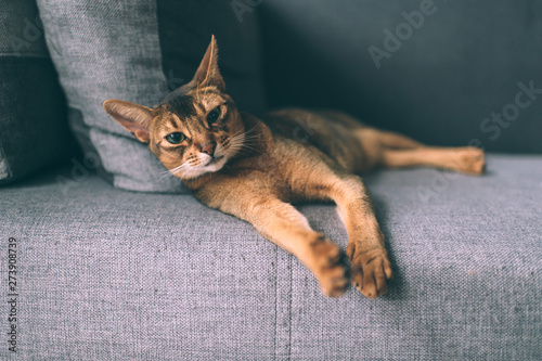 Abyssinian cat lying on sofa. Lovely little kitten relaxing. photo