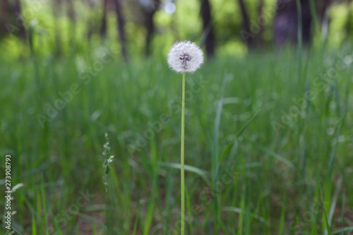 White fluffy dandelion on a background of green grass in the afternoon in summer