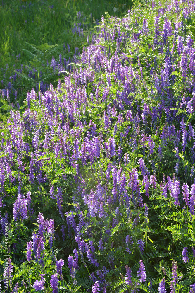 Naklejka premium field of purple flowers
