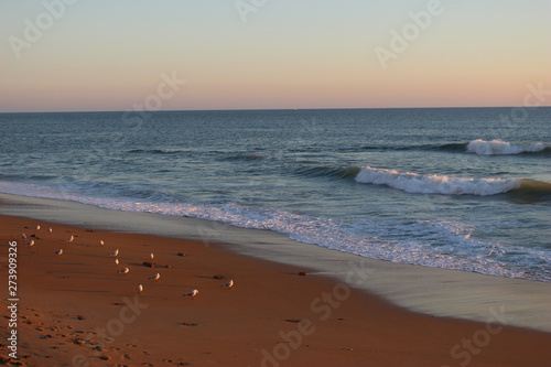 Mouettes sur la plage devant les vagues le soir