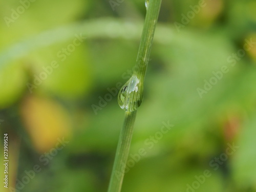 Water drops on the leaves and stems of grass and plants.