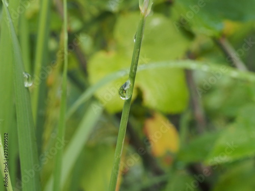 Water drops on the leaves and stems of grass and plants.