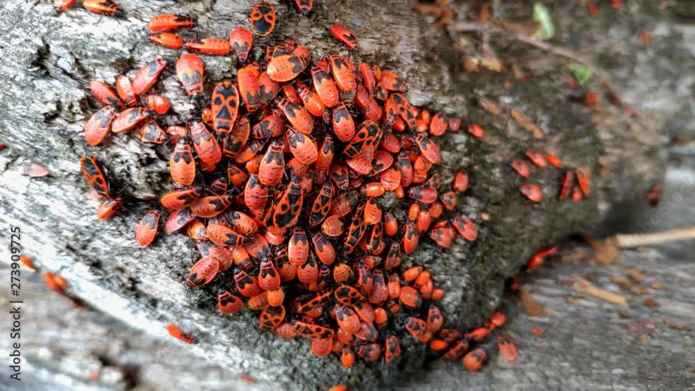 Accumulation of young red bed bugs soldier Pyrrhocoris apterus sitting