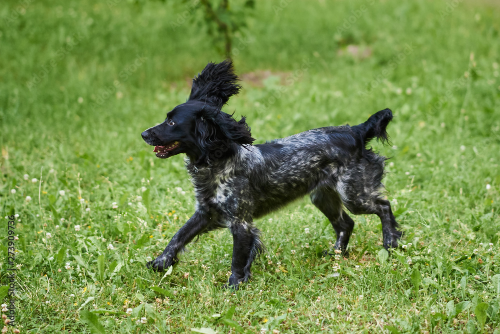 Russian hunting Spaniel with funny ears spread from running Russian hunting Spaniel with funny ears spread from running