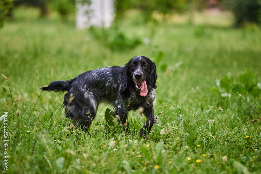 Russian hunting Spaniel with funny tongue sticking out