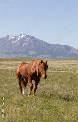 Beautiful Wild Horse in the Utah Desert