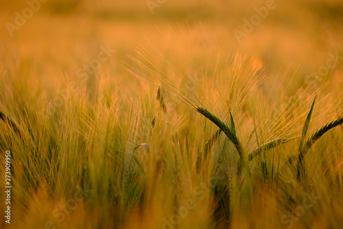 Wheat grass blades in an evening light