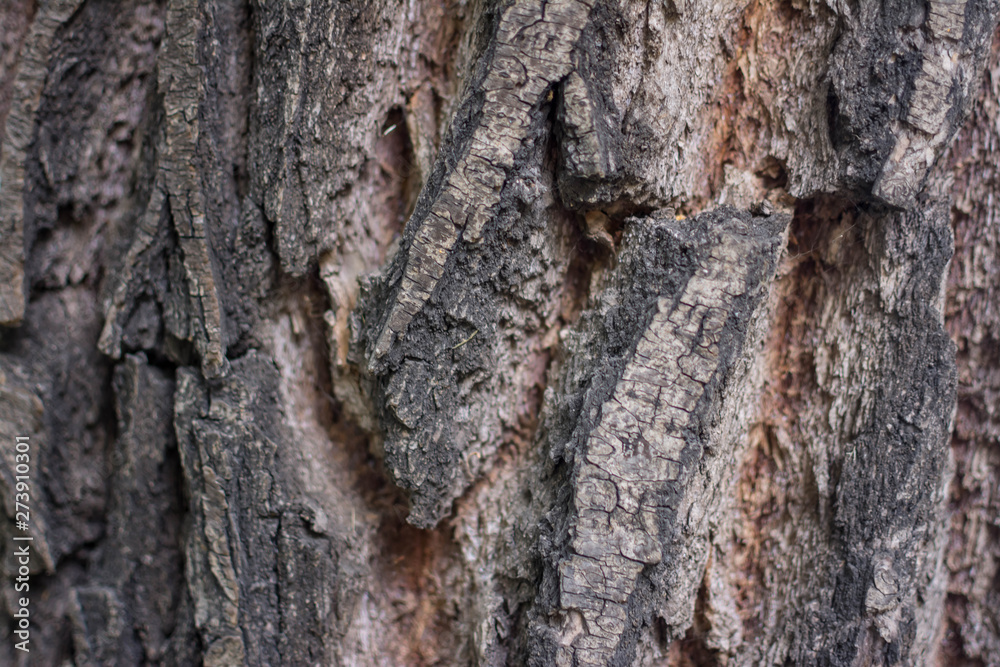 .tree bark background. .tree bark background.