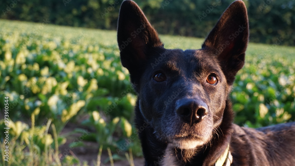 schöner Hund mit grünem Hintergrund schöner Hund mit grünem Hintergrund