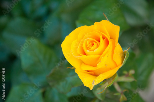 Yellow rose growing on the background of green leaves. Summer