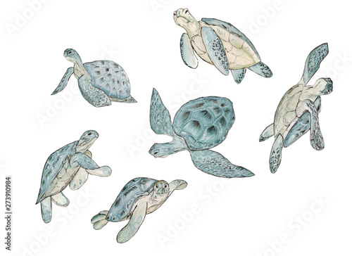 Set watercolor real sea turtle on white background.Summer exotic print.