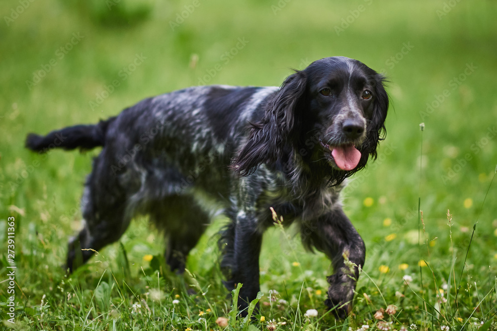 Russian hunting Spaniel, tongue out, running on the grass