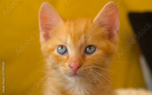 PORTRAIT: Adorable ginger kitten looking at the camera with its blue eyes. © helivideo