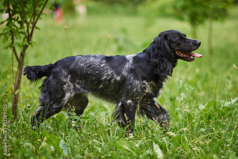 Russian hunting Spaniel, tongue out, running on the grass
